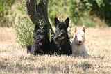 SCOTTISH TERRIER 247